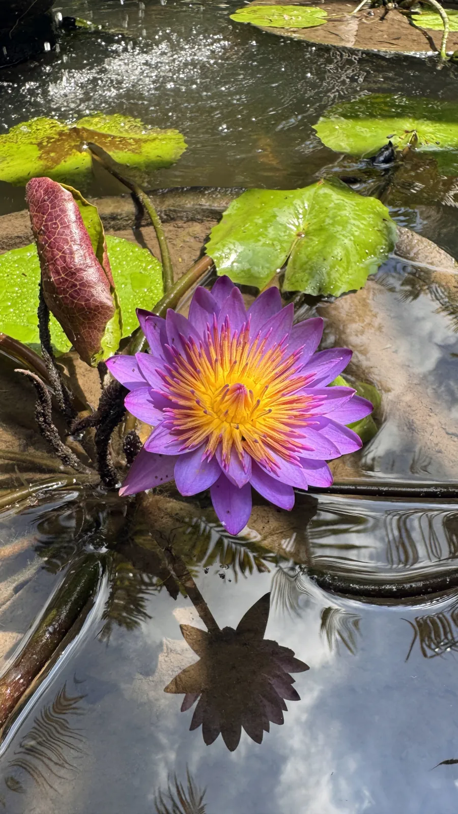Purple water lily in the villa pond