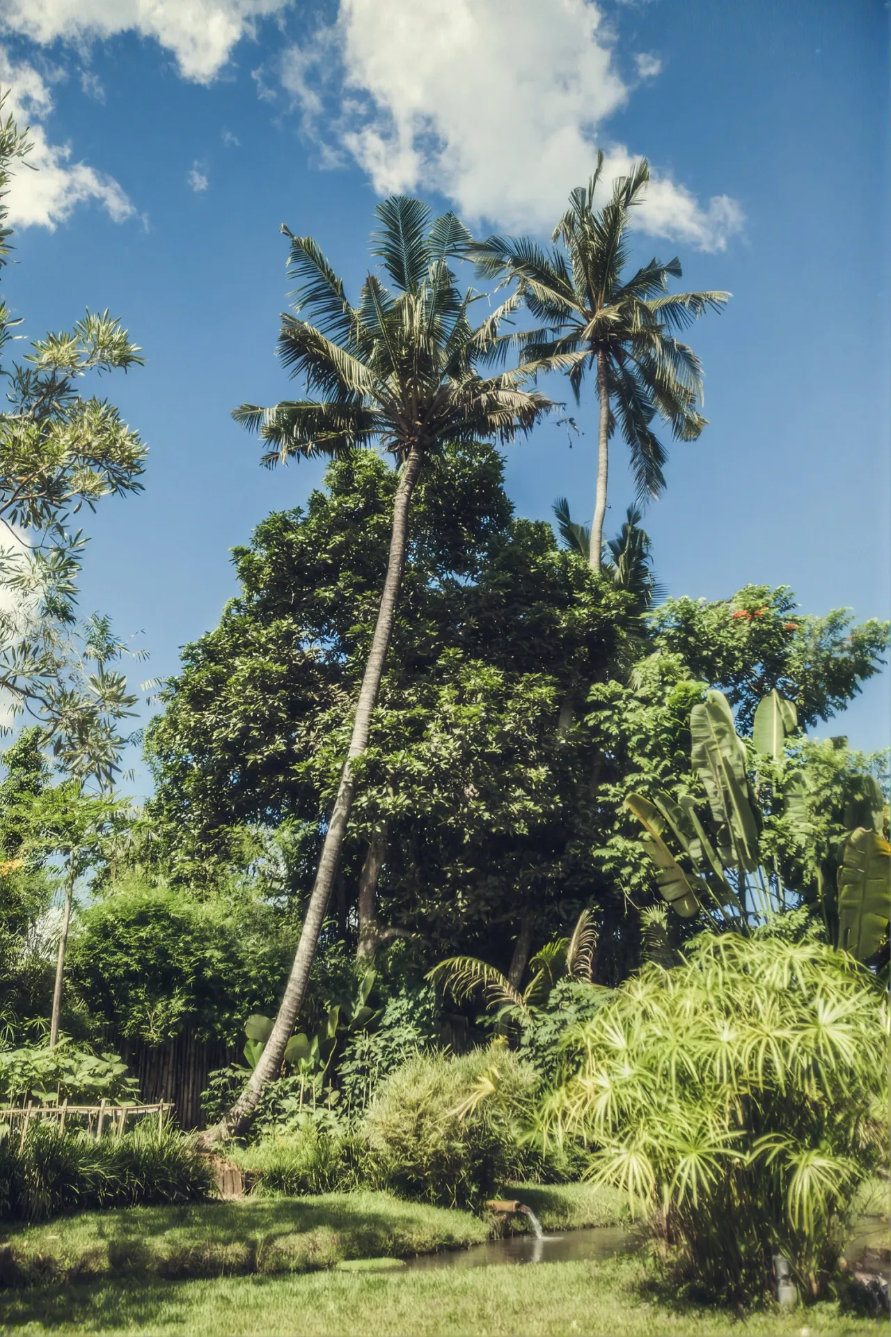 Tropical foliage