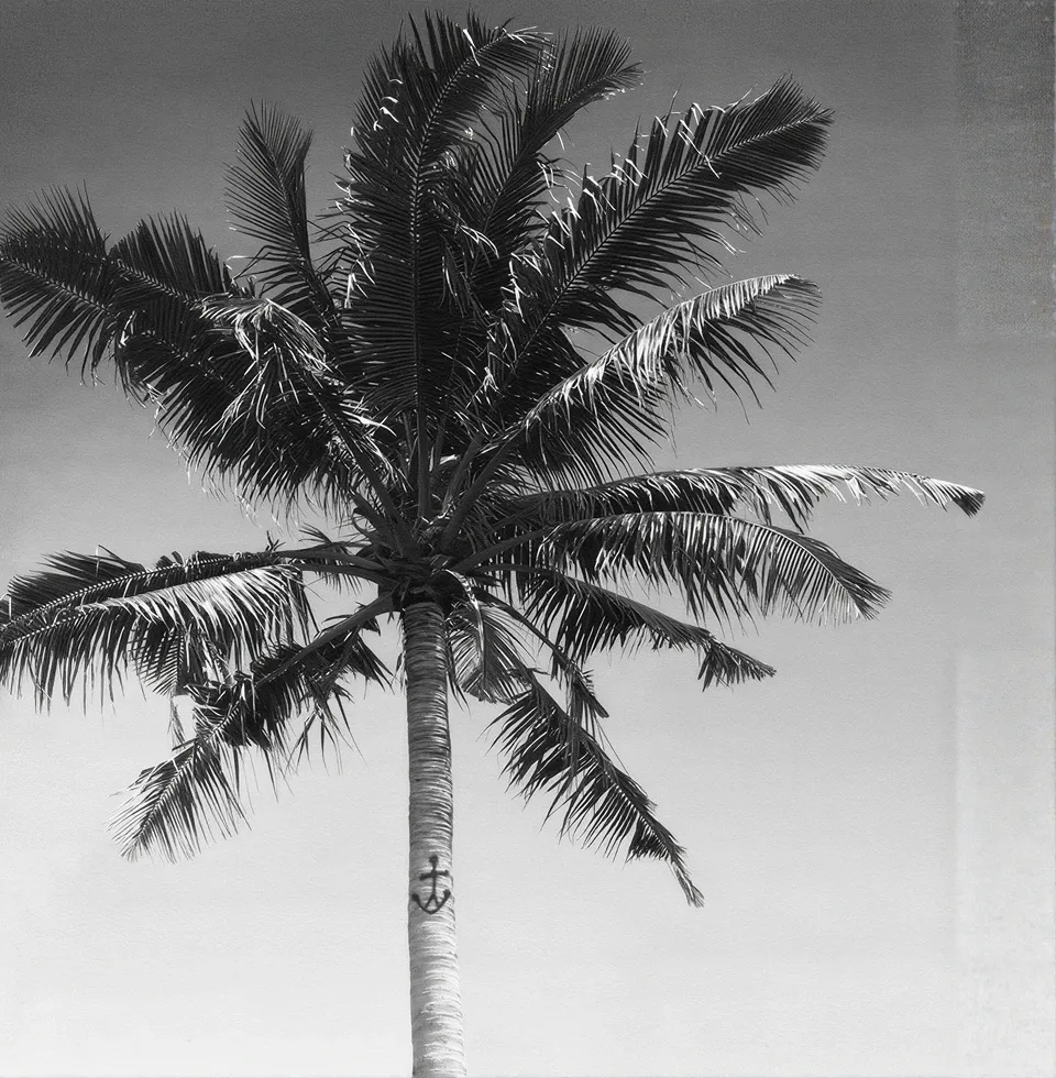 Palm tree against the sky